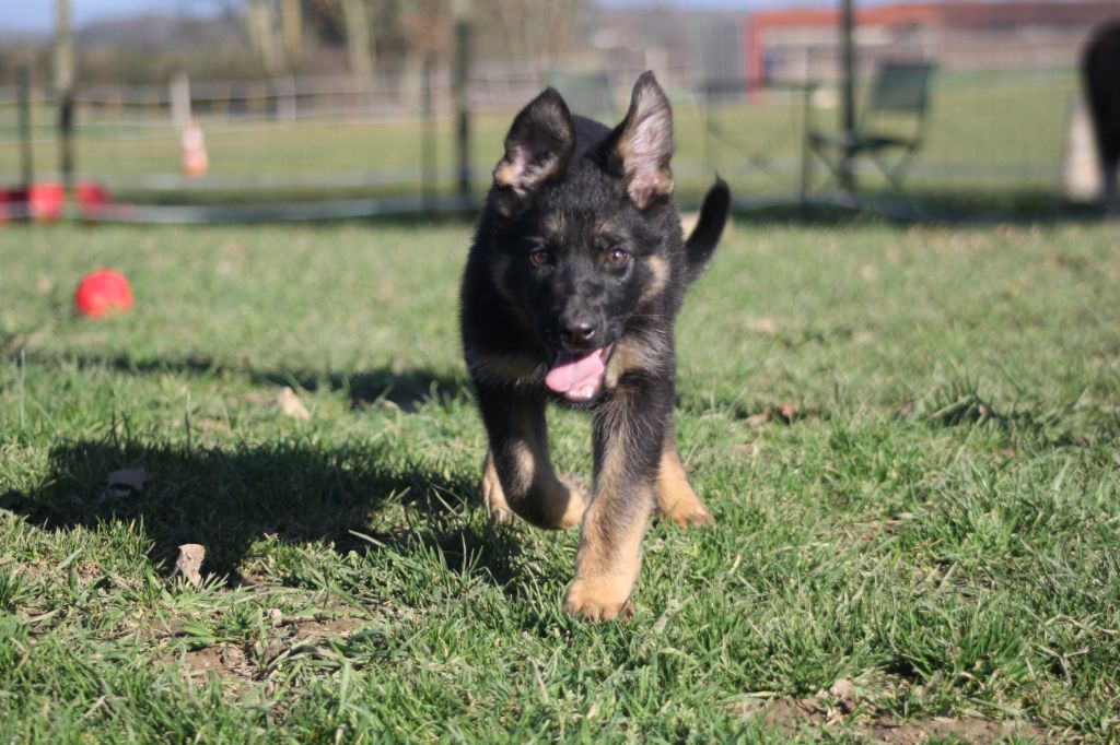 Des Terres D'Arès - Chiots disponibles - Berger Allemand