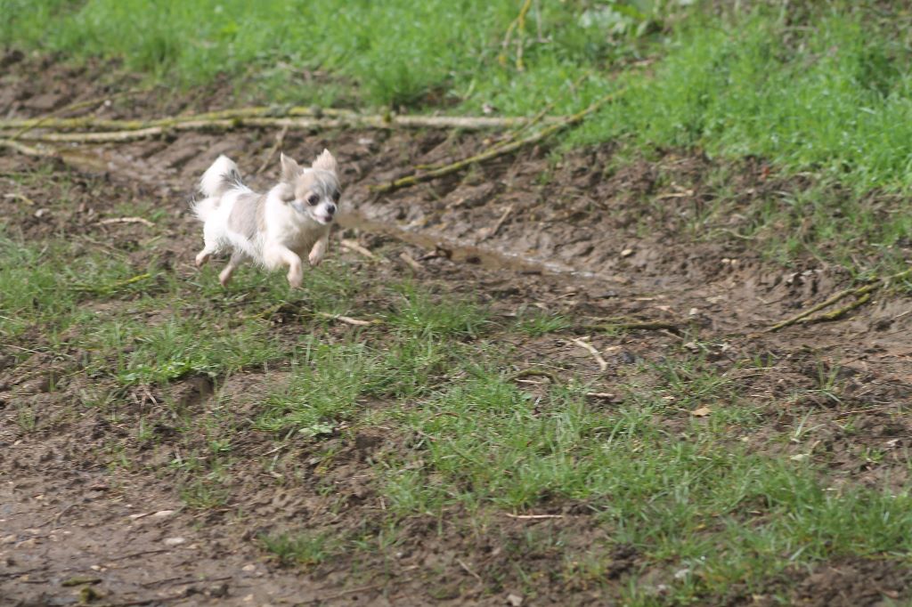 De L'Arche De Lolita - Only le chihuahua volant :)