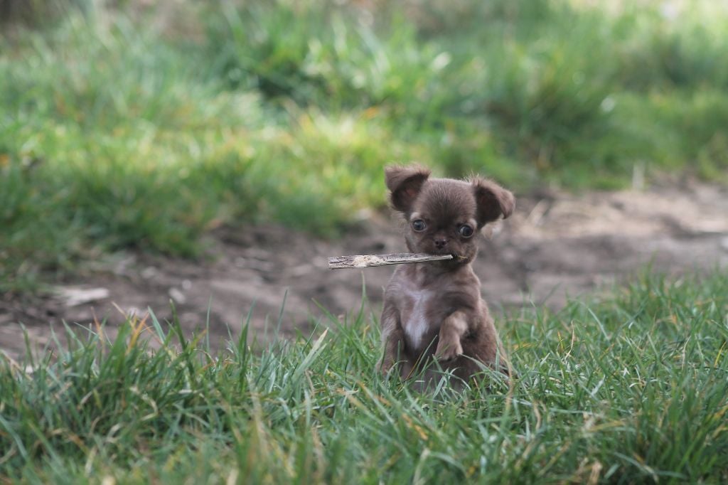 De L'Arche De Lolita - Chiots disponibles - Chihuahua