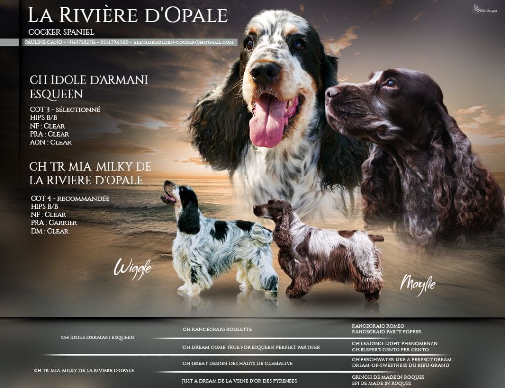 de la rivière d'opale - Cocker Spaniel Anglais - Portée née le 18/02/2024