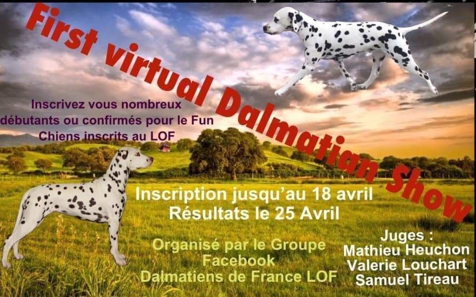 Du Clos De Patch - First Virtual Dalmatian Show <3