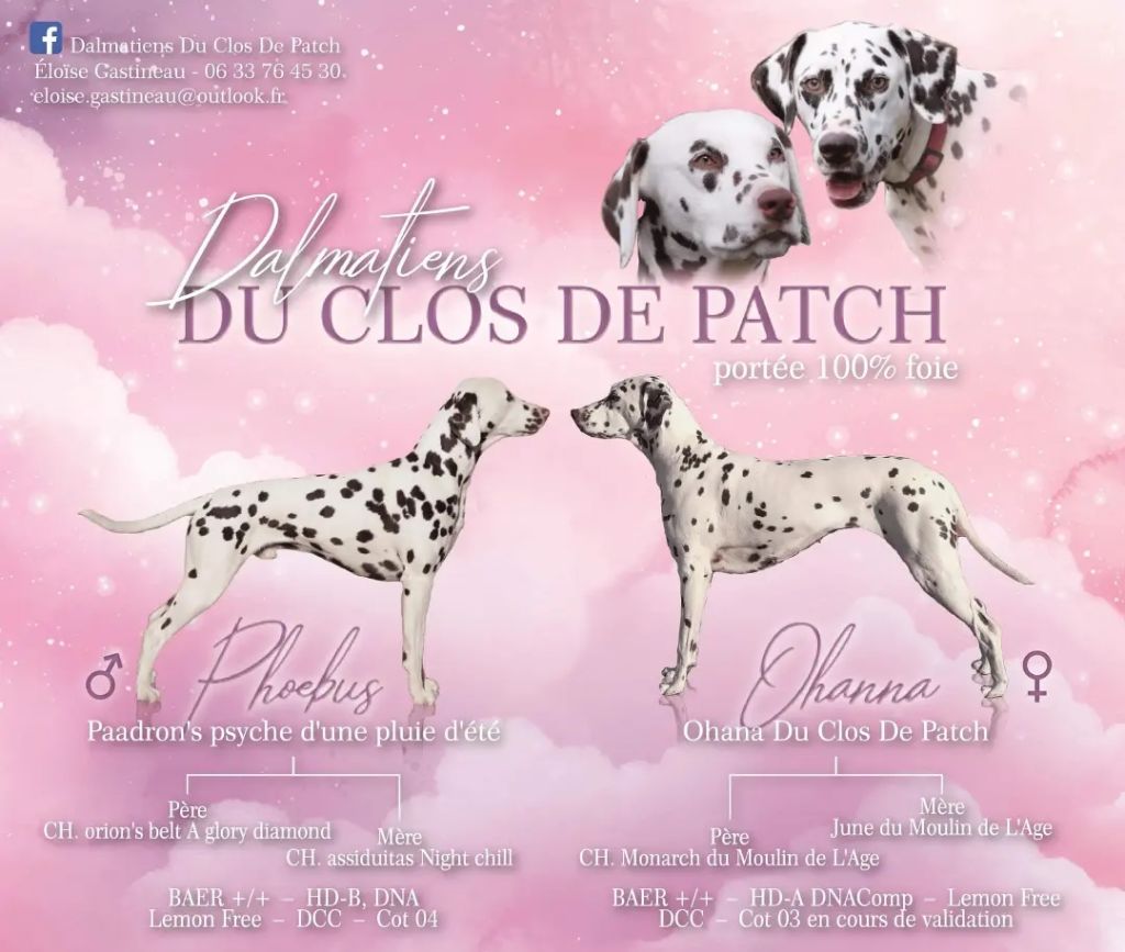 Chiot Dalmatien Du Clos De Patch