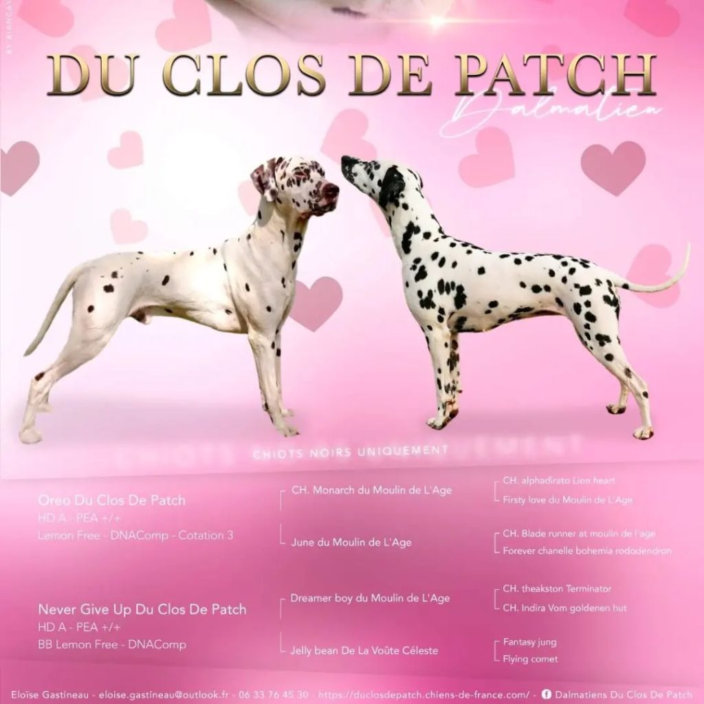 Chiot Dalmatien Du Clos De Patch