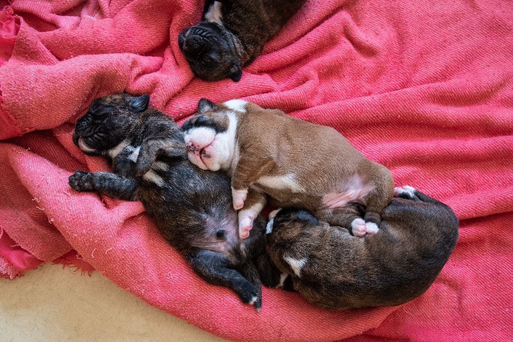 Agnès Pasquier - Chiots disponible à la réservation