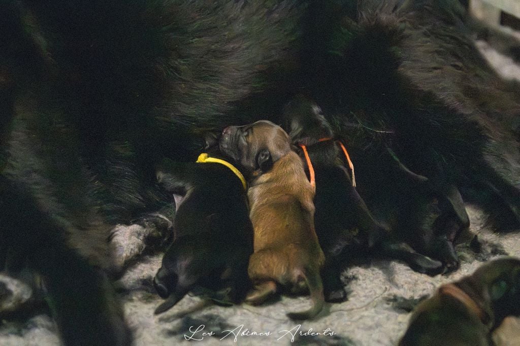 Chiot Berger Belge Des Abîmes Ardents