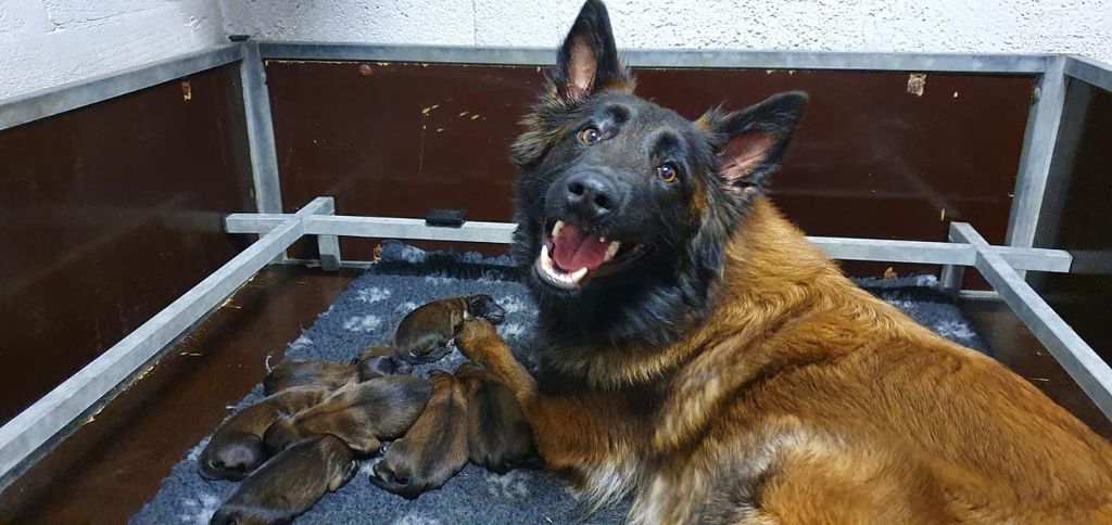 Chiot Berger Belge Des Abîmes Ardents