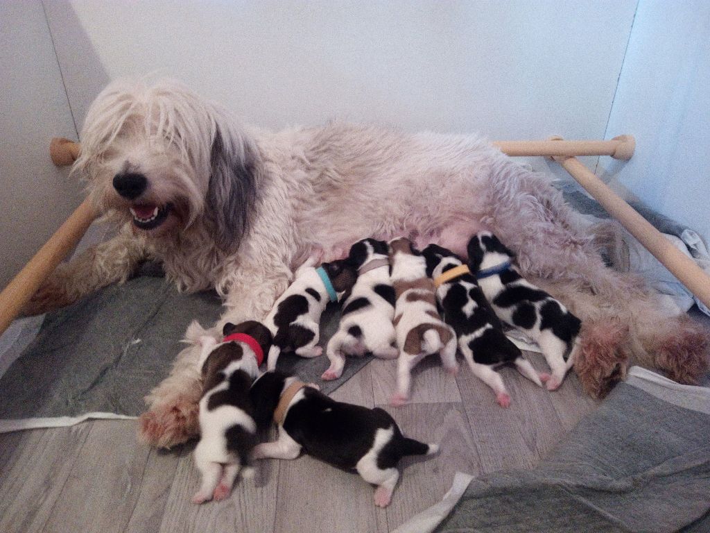 Chiot Berger Polonais de plaine Du Clos De L'enchanteur