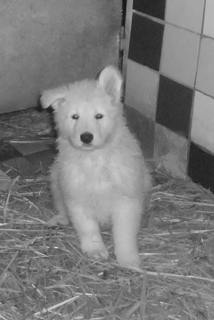 Du Domaine Des Beautés Divines - Berger Blanc Suisse - Portée née le 22/10/2019