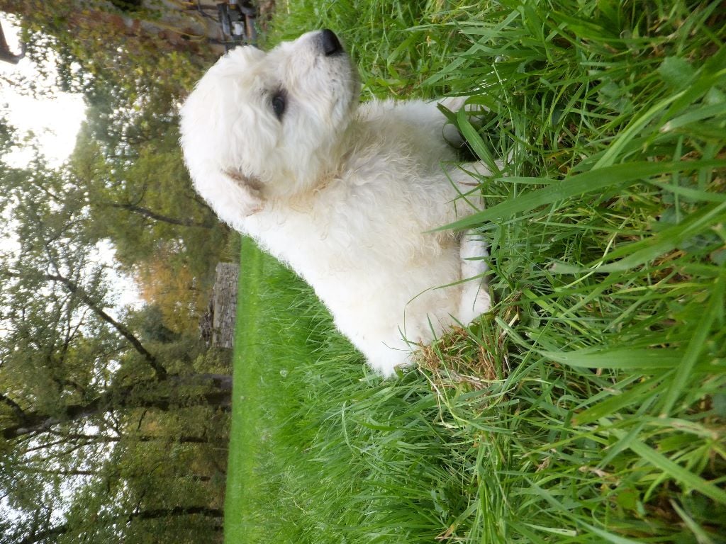 Du Domaine Des Beautés Divines - Berger Blanc Suisse - Portée née le 05/10/2017