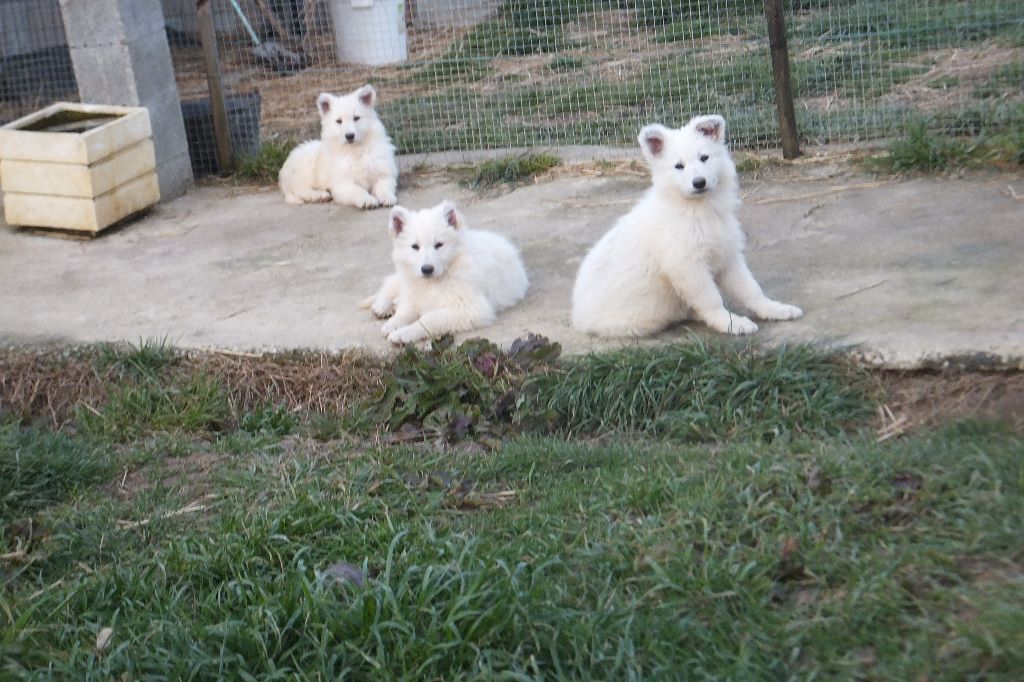 Du Domaine Des Beautés Divines - Berger Blanc Suisse - Portée née le 26/01/2018