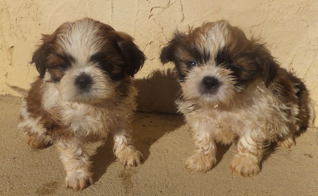 Du Domaine Des Beautés Divines - Shih Tzu - Portée née le 19/06/2018