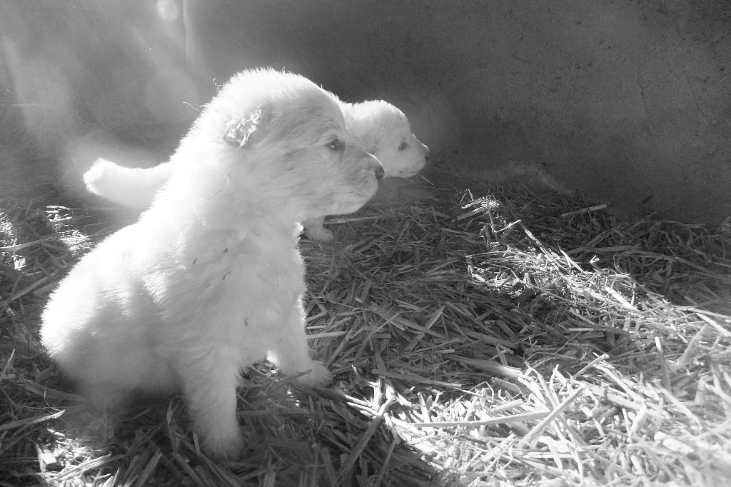 Du Domaine Des Beautés Divines - Berger Blanc Suisse - Portée née le 10/12/2018