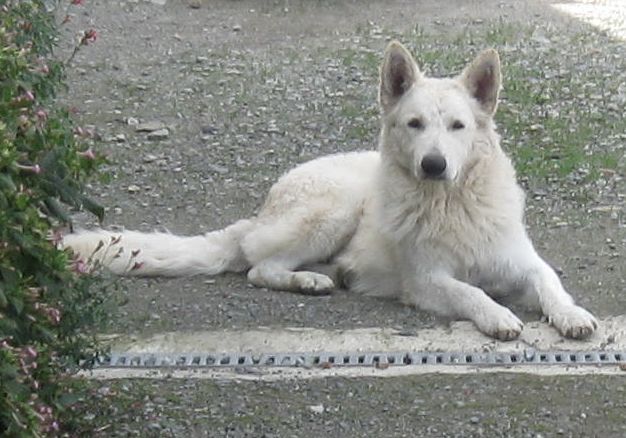 Du Domaine Des Beautés Divines - Chiots disponibles - Berger Blanc Suisse