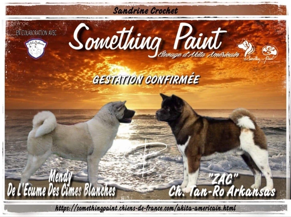 Something Paint - Akita americain - Portée née le 01/09/2019