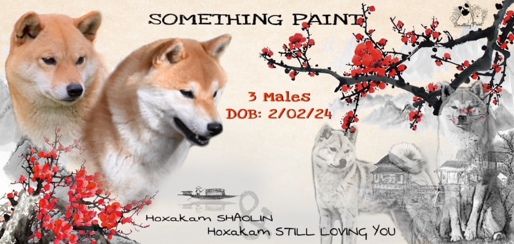 Something Paint - Shiba - Portée née le 02/02/2024