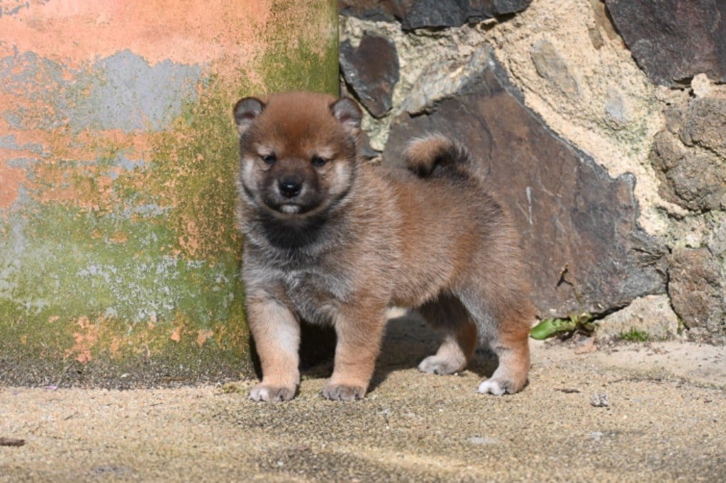 Something Paint - Chiots disponibles - Shiba