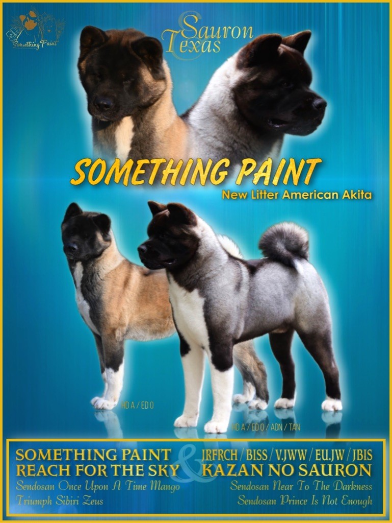 Something Paint - Akita americain - Portée née le 13/10/2022