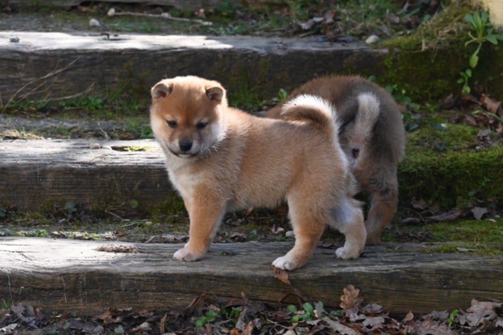 Something Paint - Chiots disponibles - Shiba