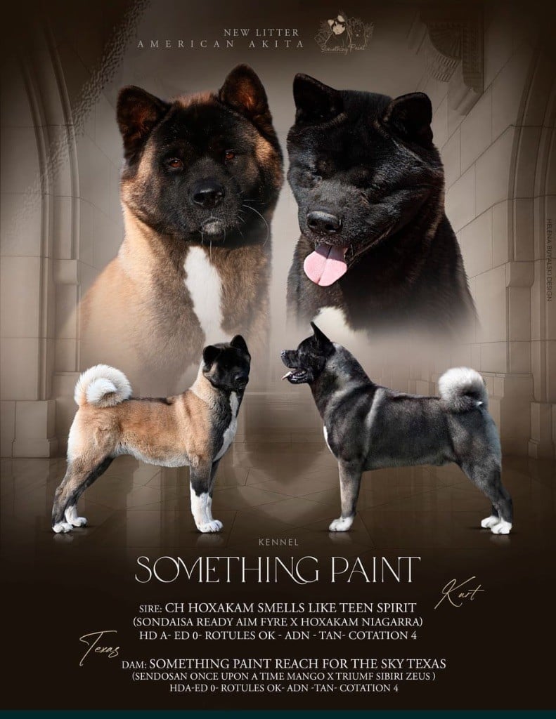 Something Paint - Akita americain - Portée née le 16/11/2023