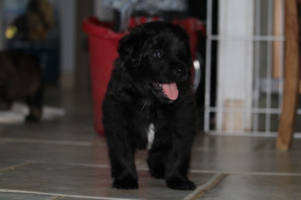 De L'Ombre Du Verger De Mync - Chiots disponibles - Berger des Pyrenees à face rase