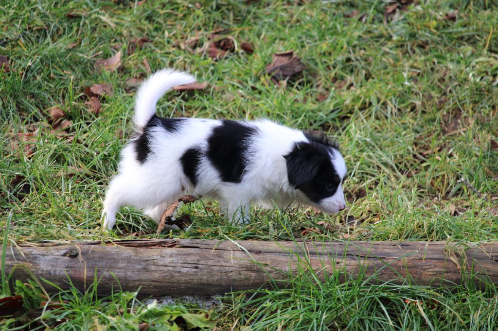 De L'Ombre Du Verger De Mync - Chiots disponibles - Epagneul nain Continental (Phalène)