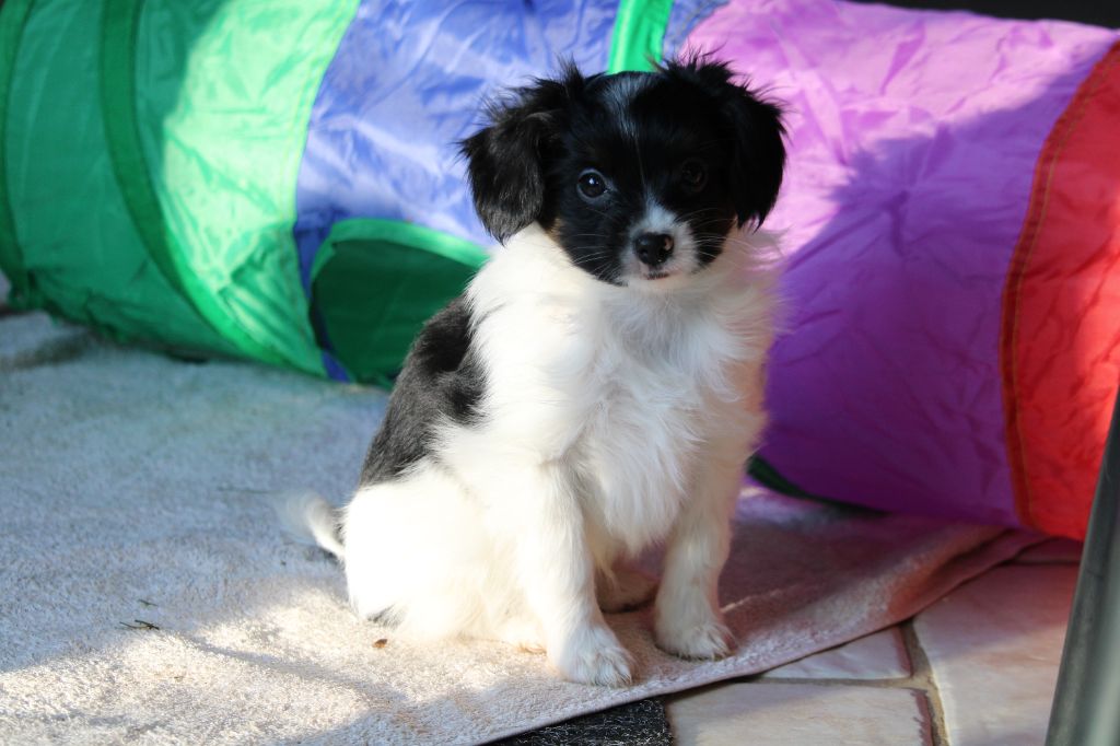 De L'Ombre Du Verger De Mync - Chiots disponibles - Epagneul nain Continental (Phalène)