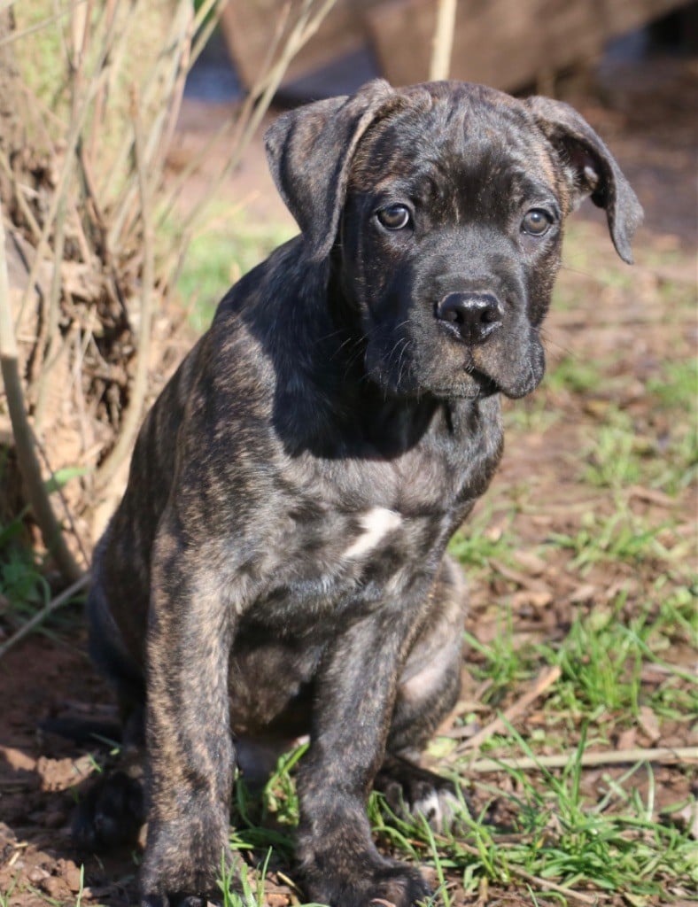 Dei Protettori Della Corona - Chiots disponibles - Cane Corso