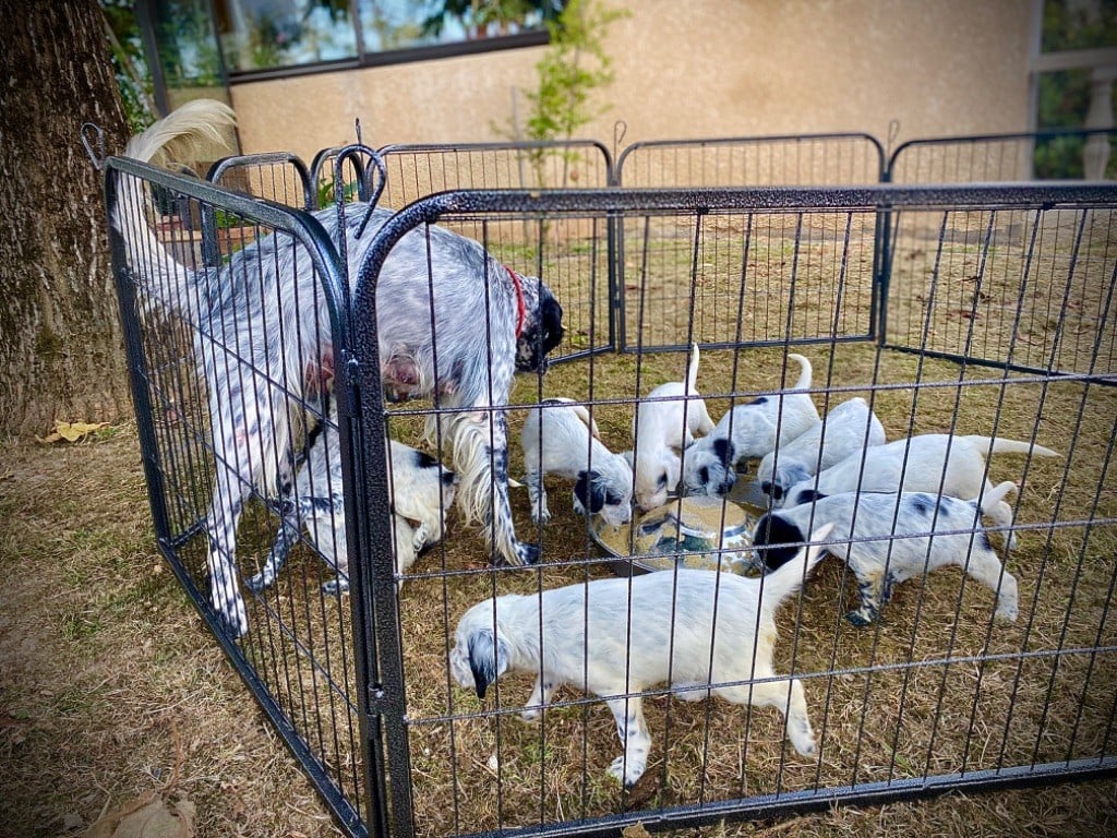 Des Côteaux De Moissac - Premier repas pour les petits de Réa et Onyx 