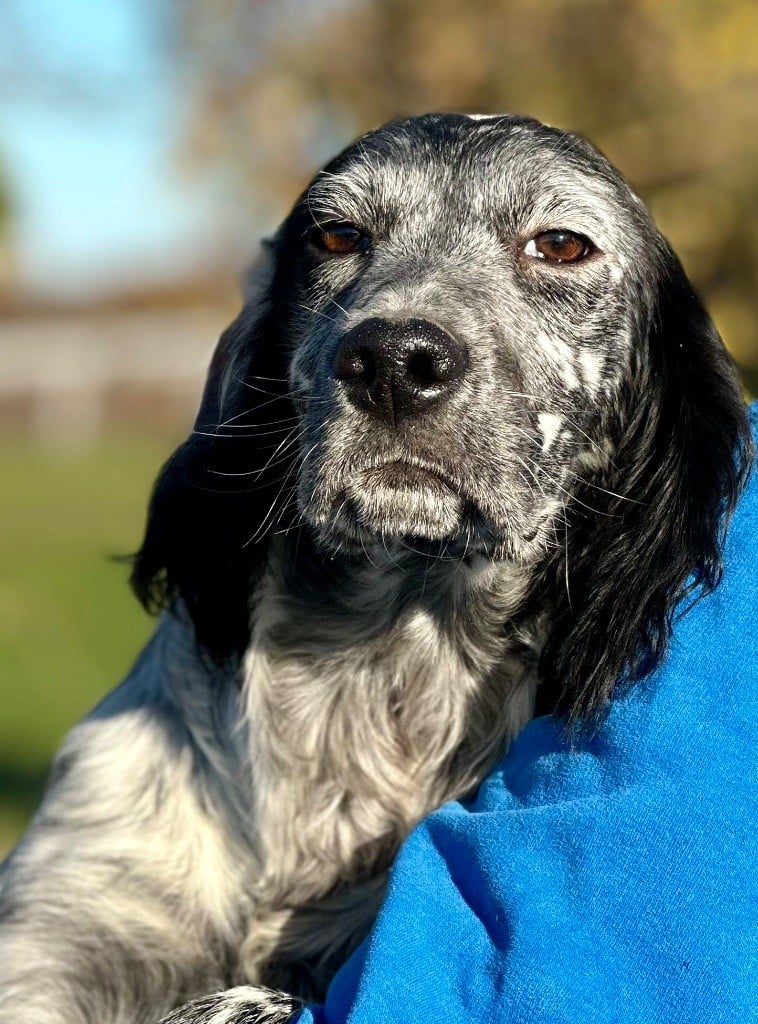 Des Côteaux De Moissac - Chiots disponibles - Setter Anglais