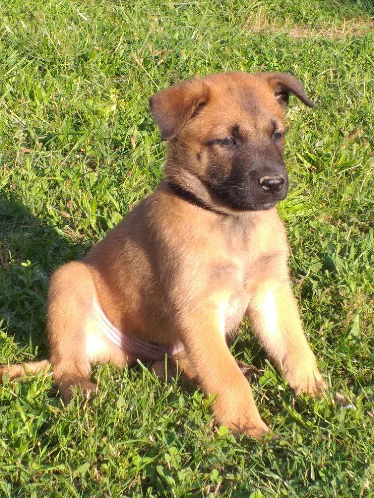 De Siniciacus - CHIOT DISPONIBLE