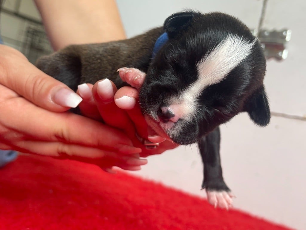 Of The Atlas Mountain - Chiots disponibles - Staffordshire Bull Terrier