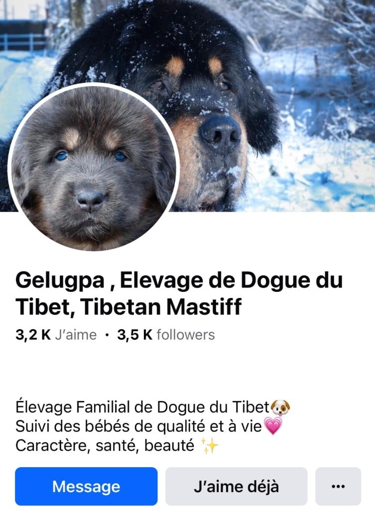 Gelugpa - Retrouver nous sur Facebook 