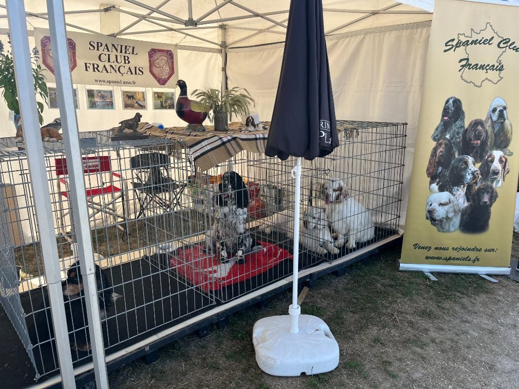 De La Croix Des Bruyeres - Game Fair 17-18-19 juin 2022