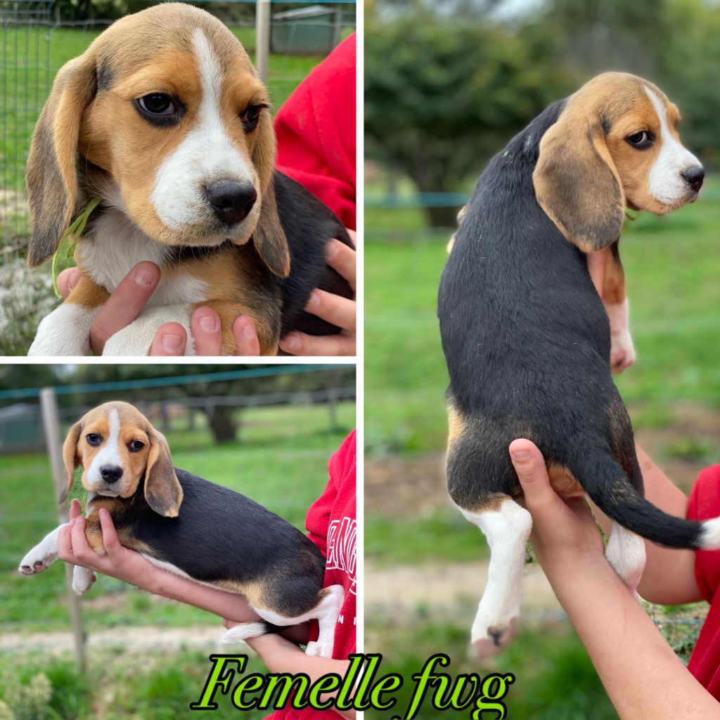 De La Croix Des Bruyeres - Chiots disponibles - Beagle