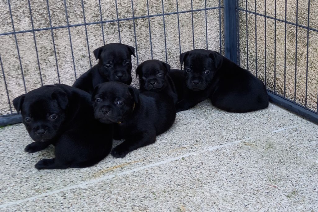 Chiot Staffordshire Bull Terrier Black Earth