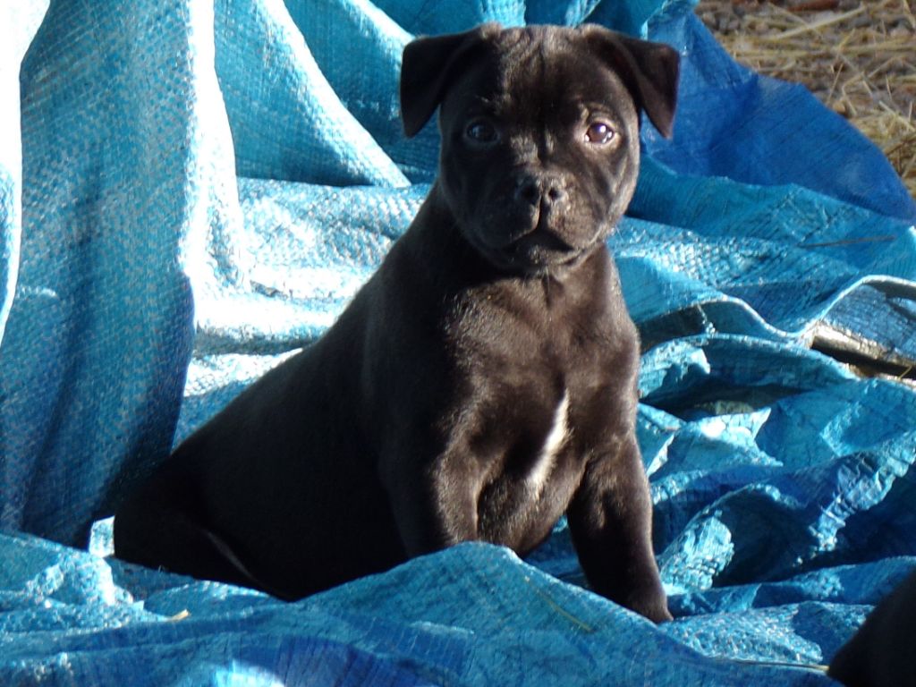 Black Earth - Staffordshire Bull Terrier - Portée née le 09/09/2020