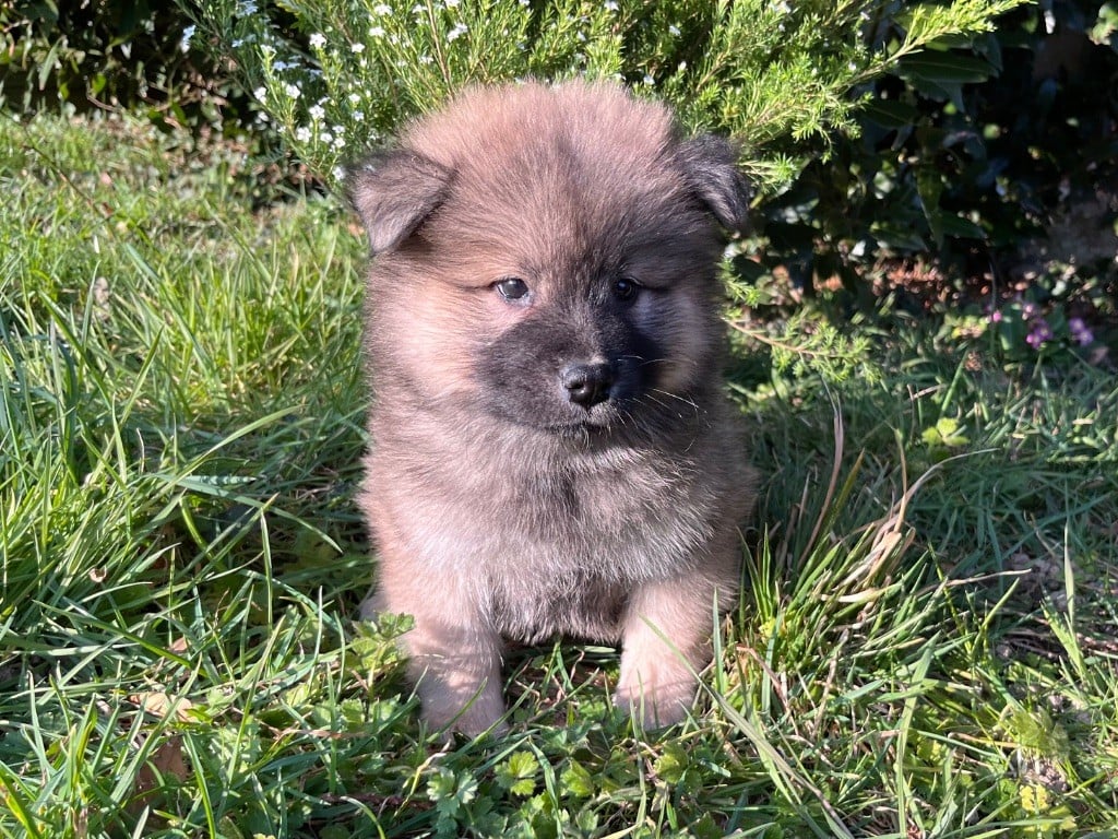 De La Vallée Du Petit Pré - Eurasier - Portée née le 12/01/2025