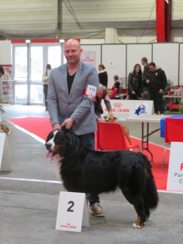 Du Loup Endormi - 09-03-2019 CACIB DE PERIGUEUX (24)