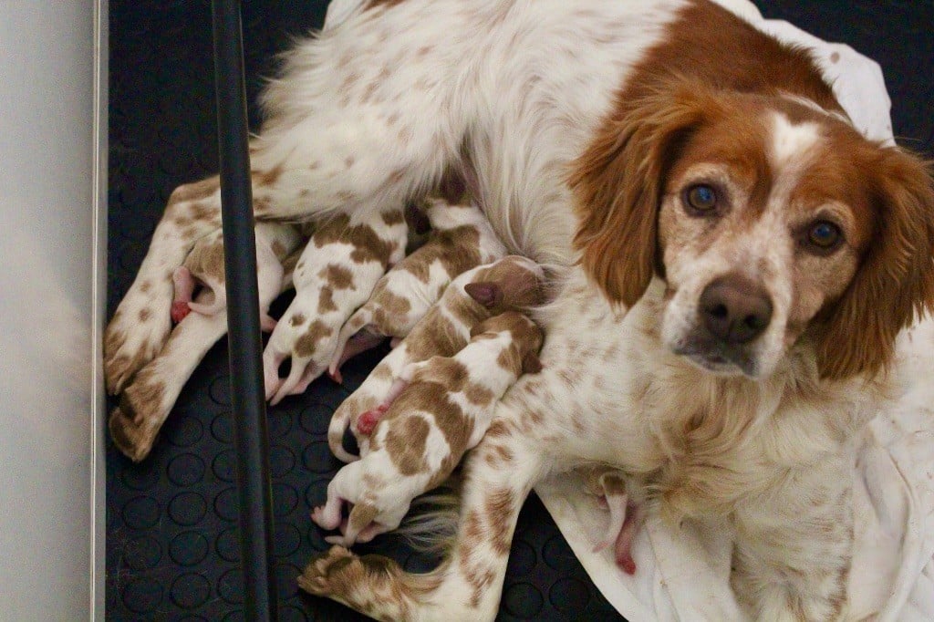 Chiot Epagneul Breton Du Vallon D'Iron