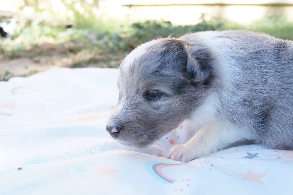 Du Jardin Des Fleurs De Lune - Shetland Sheepdog - Portée née le 26/08/2020