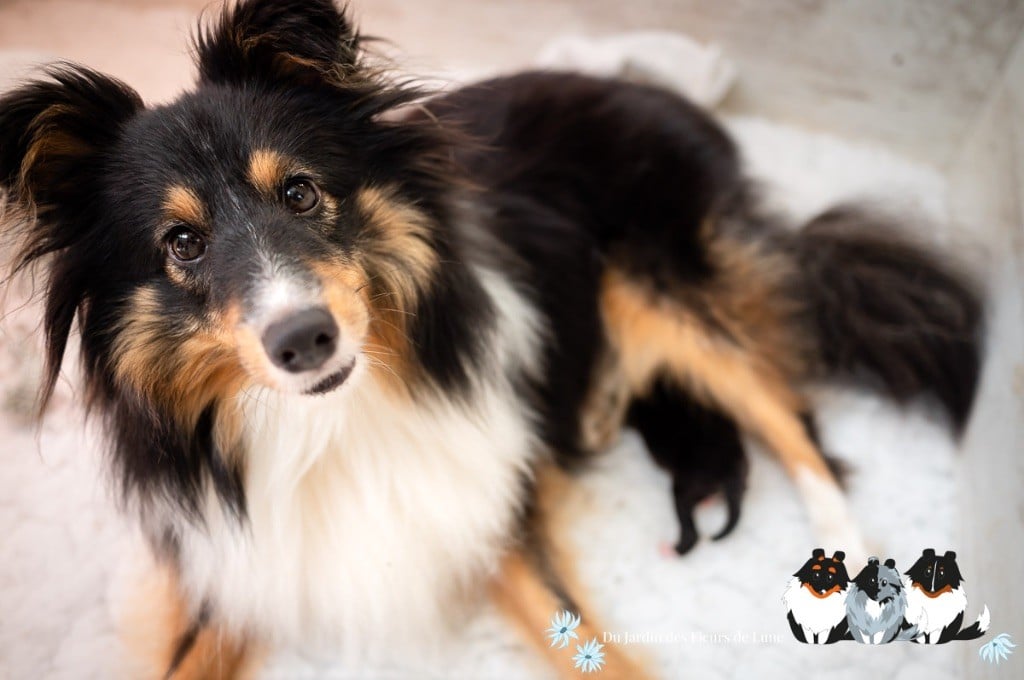 Du Jardin Des Fleurs De Lune - Shetland Sheepdog - Portée née le 04/09/2024