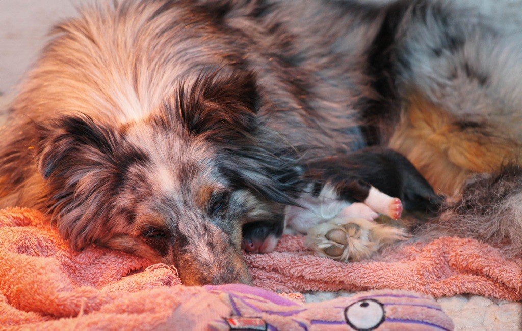 Du Jardin Des Fleurs De Lune - Shetland Sheepdog - Portée née le 16/12/2021