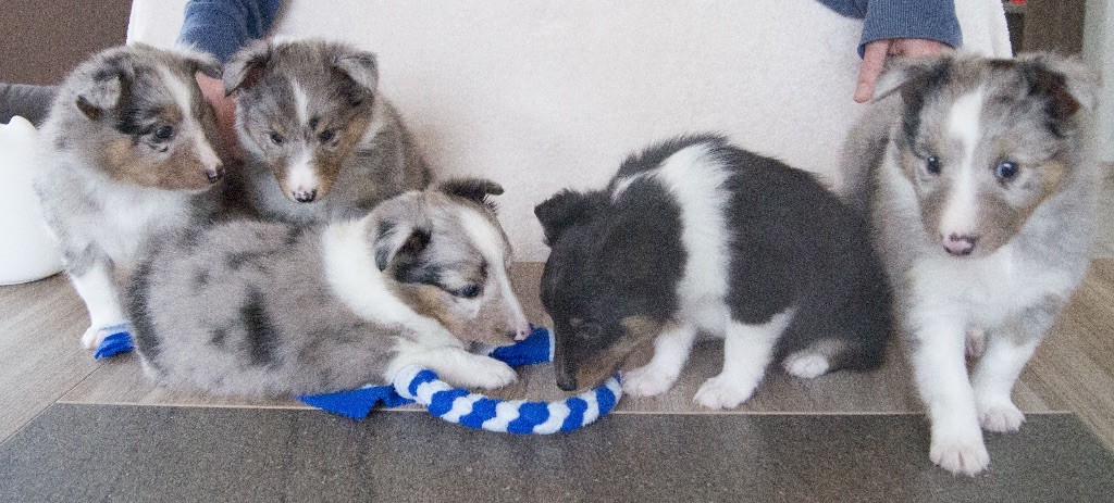 Du Jardin Des Fleurs De Lune - Shetland Sheepdog - Portée née le 12/11/2018