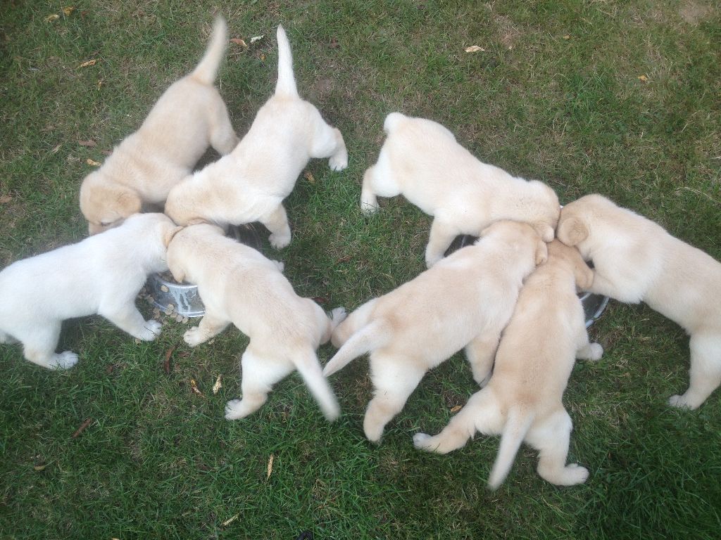 De La Palombiculture Normande - Labrador Retriever - Portée née le 22/07/2018