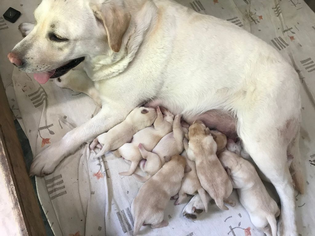 De La Palombiculture Normande - Labrador Retriever - Portée née le 11/08/2021