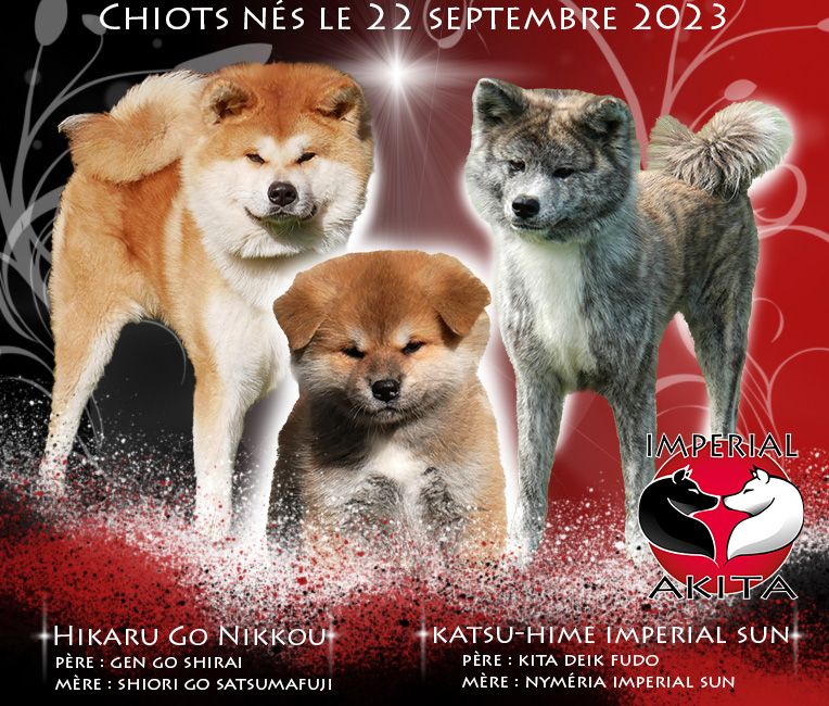 Chiot Akita Imperial Sun