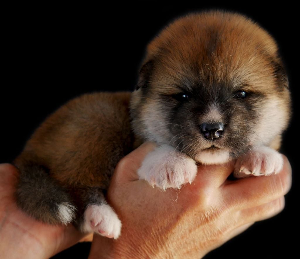 Imperial Sun - Chiots disponibles - Akita