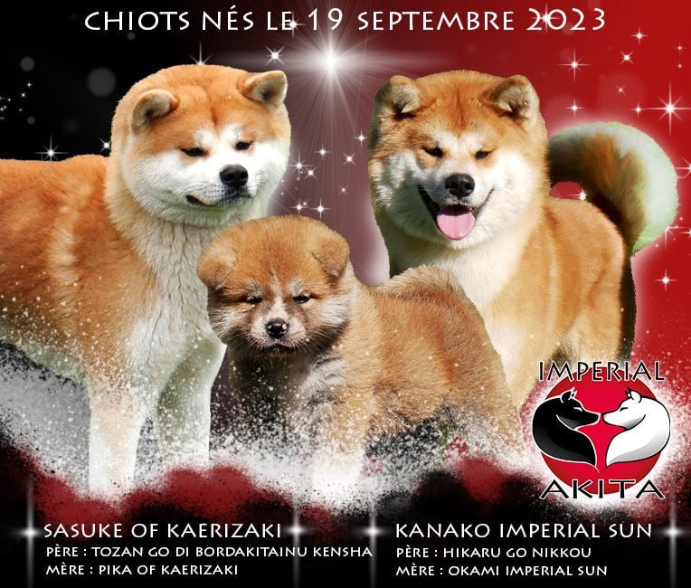 Imperial Sun - Akita - Portée née le 19/09/2023