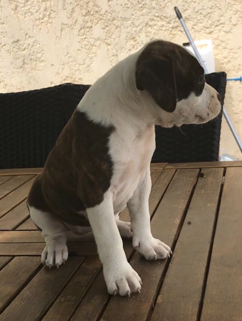 The Sun Of Ice - Chiots disponibles - American Staffordshire Terrier