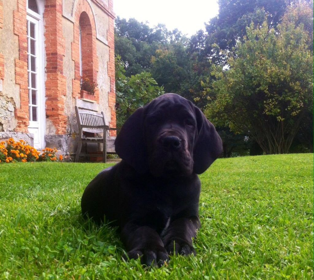 du Domaine de la Pal Lombiere - Chiots disponibles - Dogue allemand